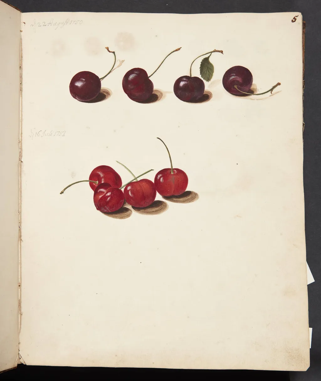 Studie af kirsebær, by Unknown, unspecified, 1750