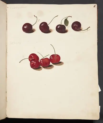 Studie af kirsebær, by Unknown