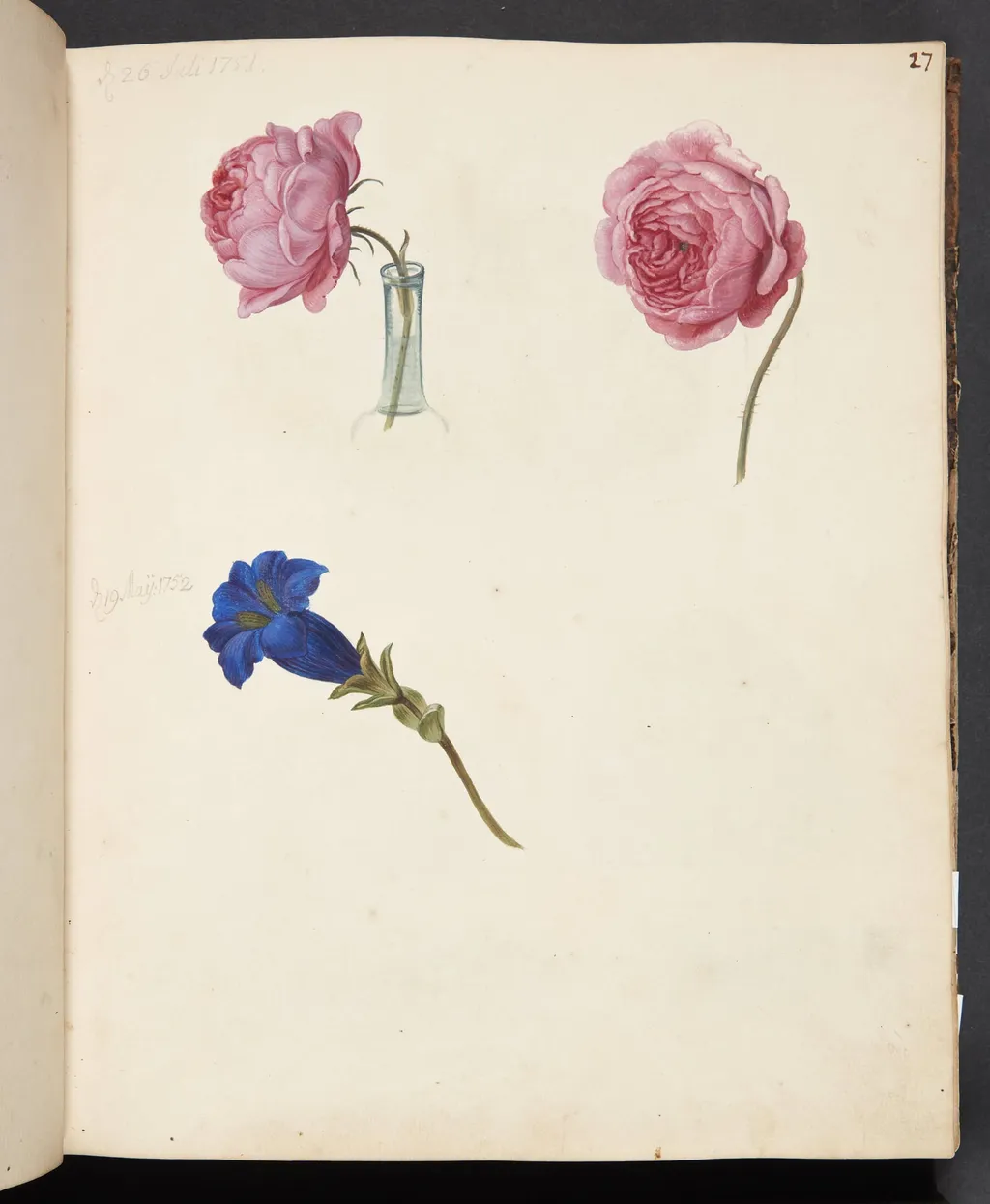 Studie af lyserød rose og blå blomst, by Unknown, unspecified, 1751