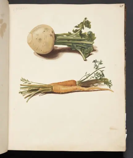 Studie af majroe og gulerødder, by Unknown