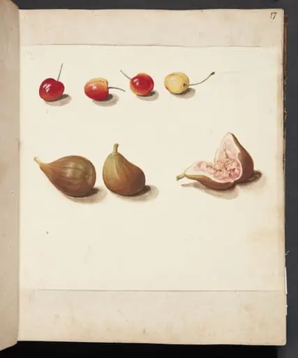 Studie af moreller og figner, by Unknown