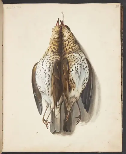 Studie af to døde sangdrosler?, by Unknown