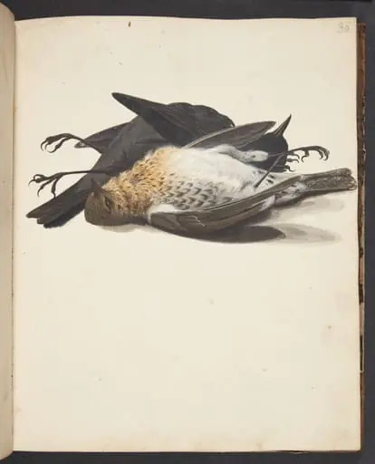 Studie af to døde solsorte, han og hun, liggende, by Unknown