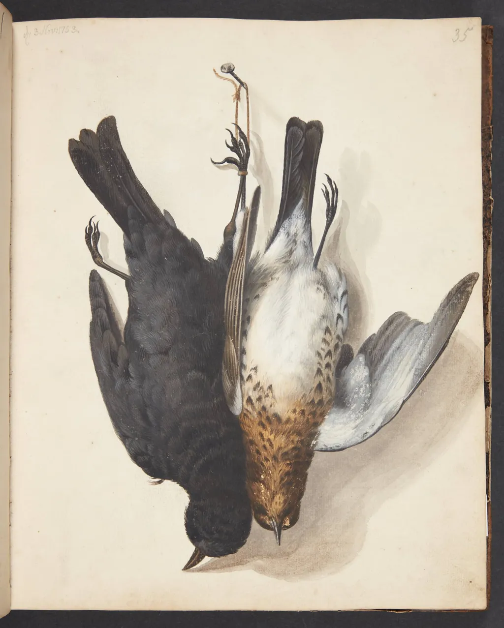 Studie af to døde solsorte, han og hun, ophængt i snor på en på en krog, by Unknown, unspecified, 1753