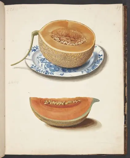 Studie af to netmeloner, halveret og kvadreret, by Unknown