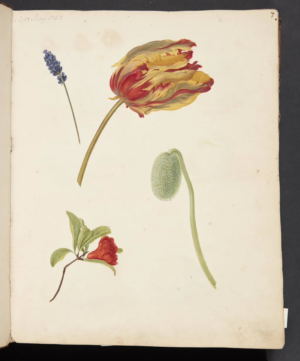 Studie af tulipan og andre blomster, by Unknown, unspecified, 1750
