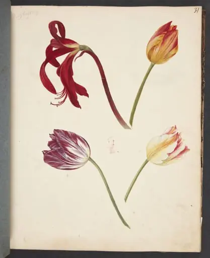 Studie af tulipaner, by Unknown