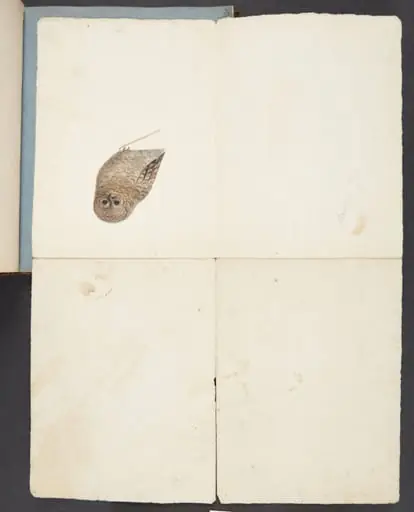 Studie af ugle, by Unknown