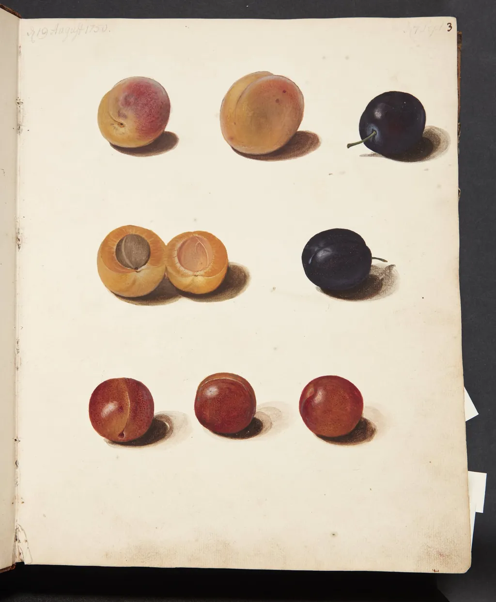 Studier af blommer, by Unknown, unspecified, 1750