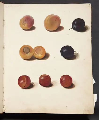 Studier af blommer, by Unknown