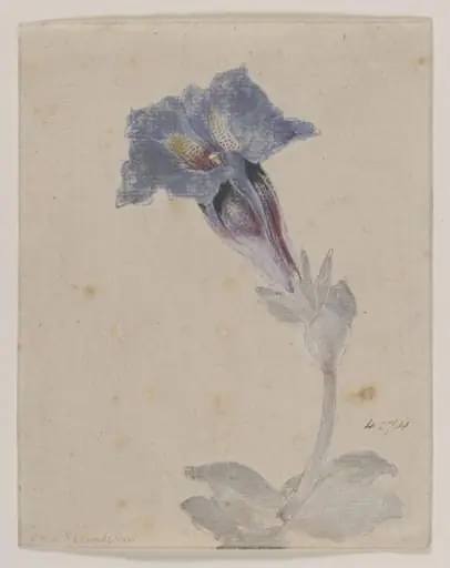 Study of a Marsh Gentian (<i>Gentiana pneumonanthe</i>), by Unknown