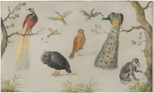 Study of Birds and Monkey, by Unknown