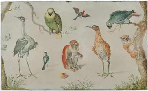 Study of Birds and Monkeys, by Unknown