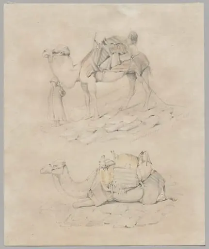 Study of Camels, by Unknown