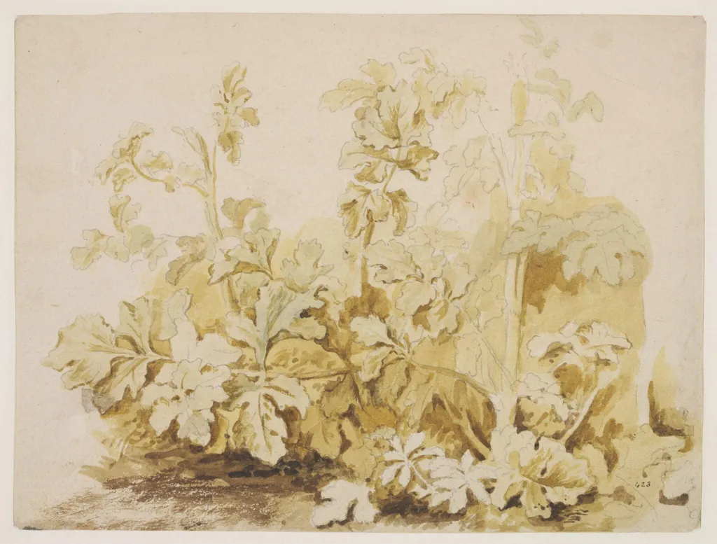 Study of Common Hogweed (<i>Heracleum sphondylium</i>), by Unknown, watercolor, 1650