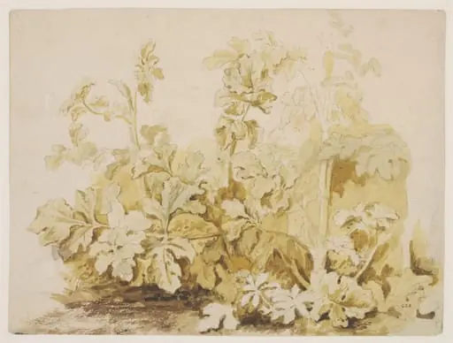 Study of Common Hogweed (<i>Heracleum sphondylium</i>), by Unknown