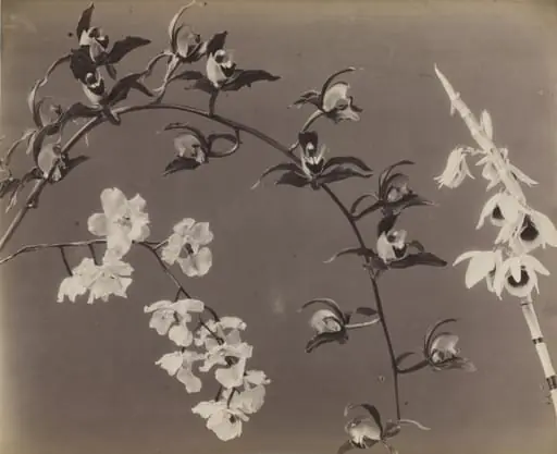 Study of Orchids, by Unknown