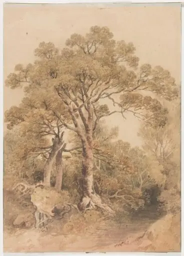 Study of trees, by Unknown