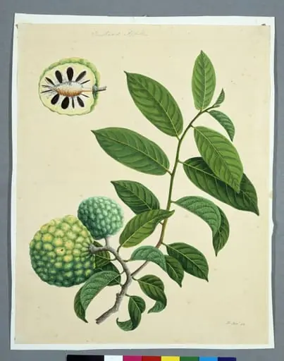 Sugar Apples, by Unknown
