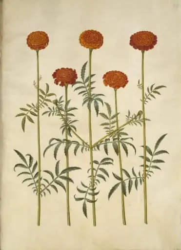 Tagetes patula (udspærret fløjlsblomst), by Unknown