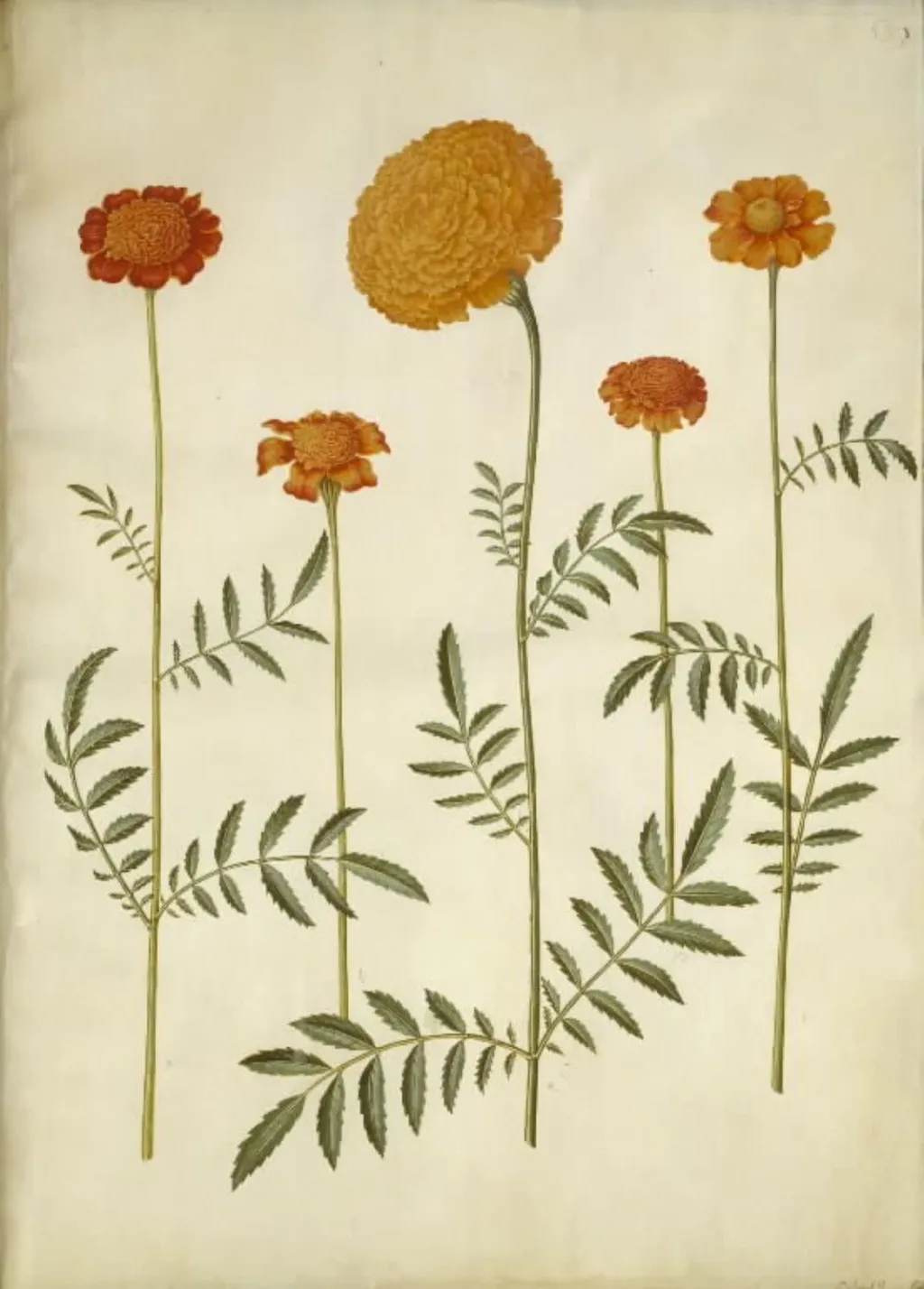 Tagetes patula (udspærret fløjlsblomst); Tagetes erecta (opret fløjlsblomst), by Unknown, unspecified, 1654