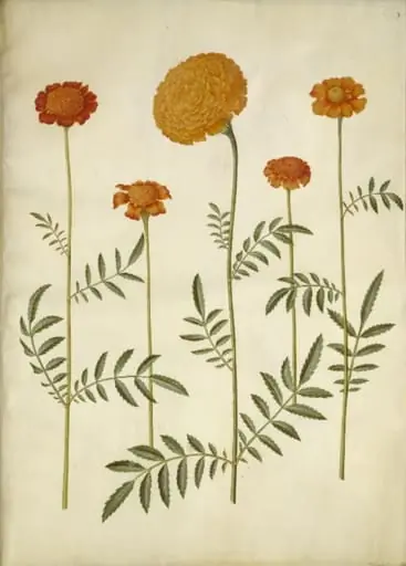 Tagetes patula (udspærret fløjlsblomst); Tagetes erecta (opret fløjlsblomst), by Unknown