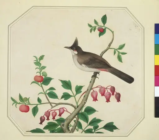 Taiwan Yuhina, by Unknown