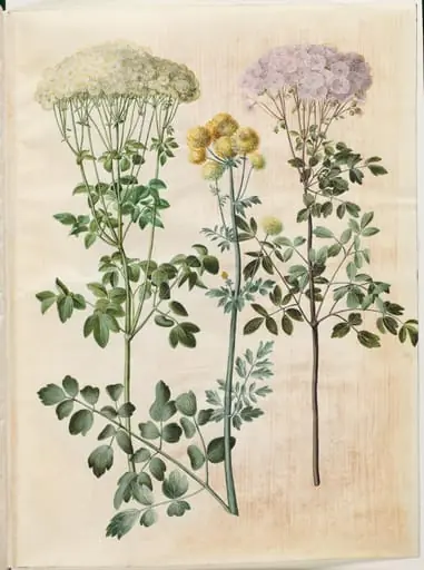 Thalictrum aquilegiifolium (akeleje-frøstjerne); Thalictrum flavum (gul frøstjerne), by Unknown
