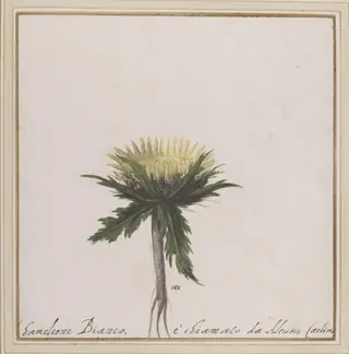 The Carline thistle, by Unknown, 1650