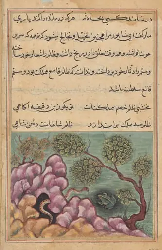 The dethroned frog Shapur seeks the help of the serpent, from a Tuti-nama (Tales of a Parrot): Twenth-sixth Night, by Unknown