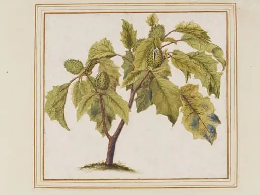Thorn apple, by Unknown