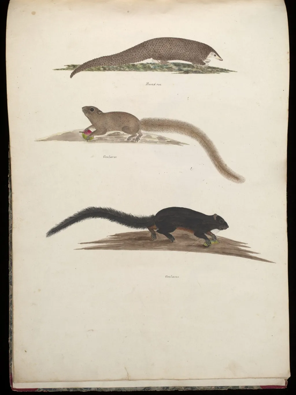 Three animals, by Unknown, paint, 1826