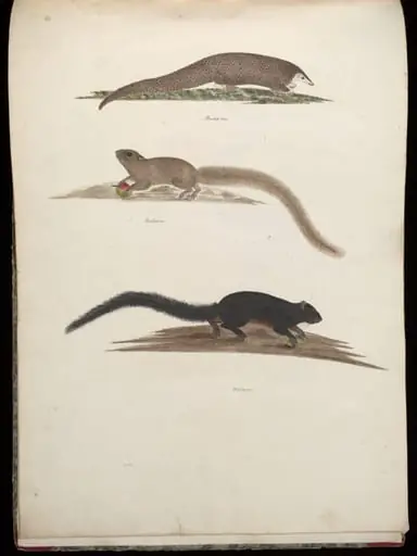 Three animals, by Unknown