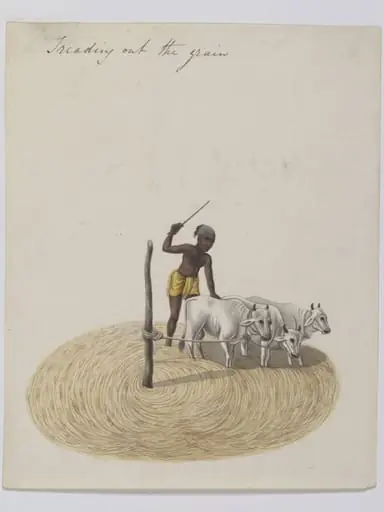 Threshing paddy, by Unknown