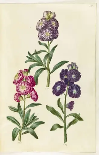 Titelblad. Blomsterkrans, by Unknown