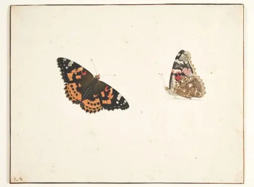 To studier af en tidselfugl (vanessa cardui l.), by Unknown