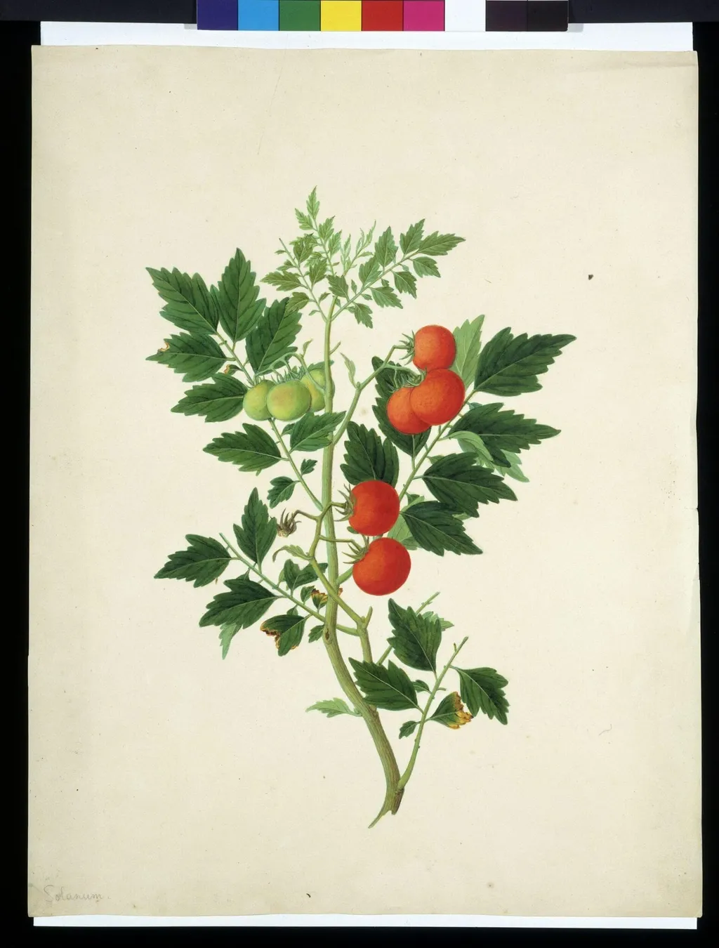 Tomatoes, by Unknown, paint, 1808