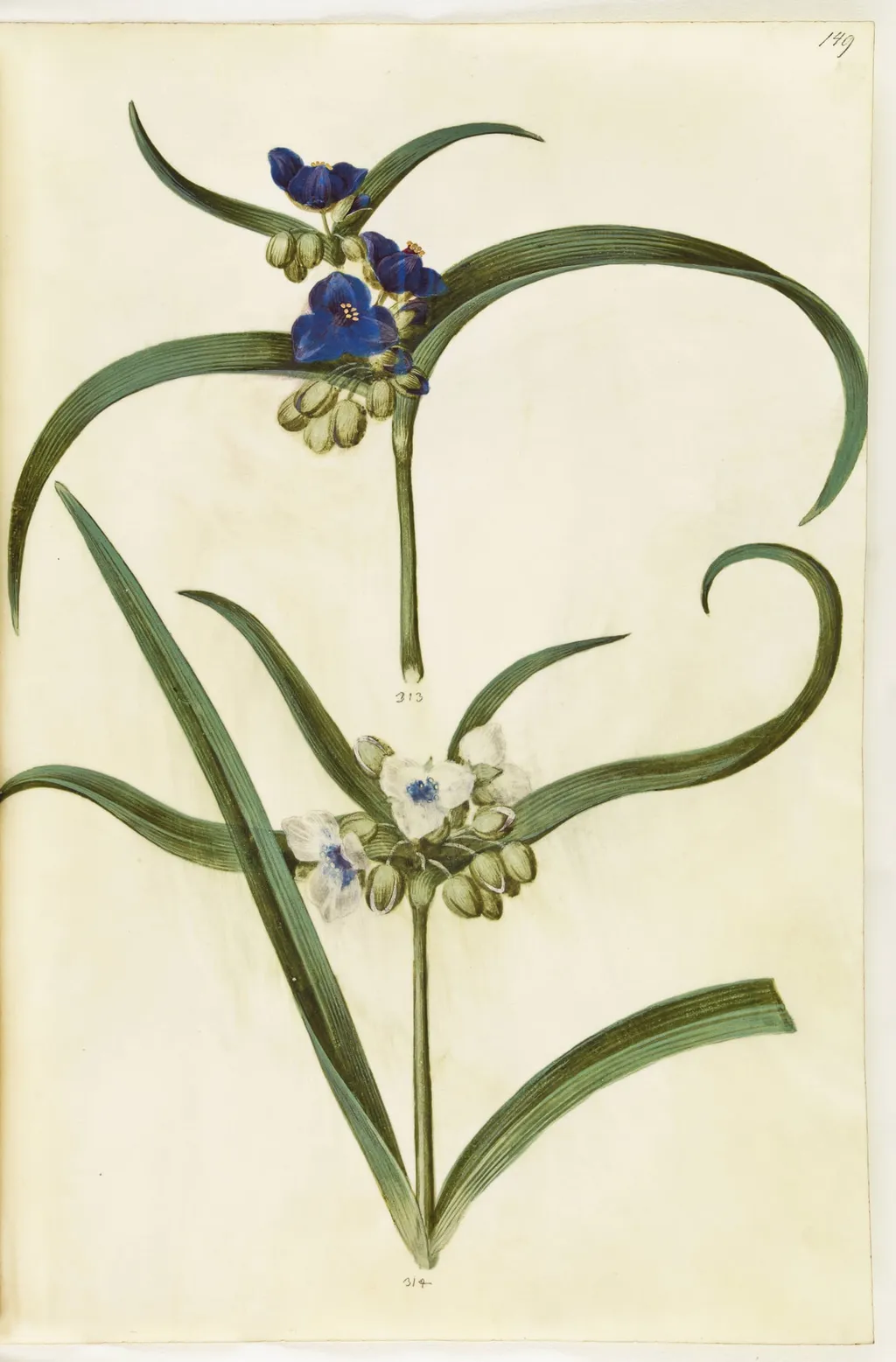 Tradescantia virginiana eller Tradescantia ohiensis (?) (blomsterjøde), by Unknown, unspecified, 1650