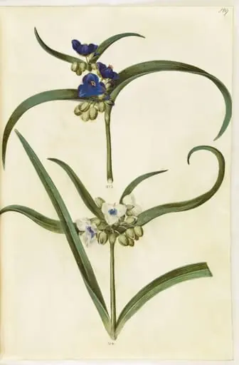 Tradescantia virginiana eller Tradescantia ohiensis (?) (blomsterjøde), by Unknown