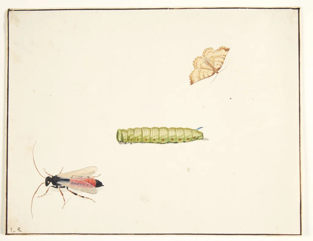 Tre insektstudier, by Unknown, unspecified, 1650