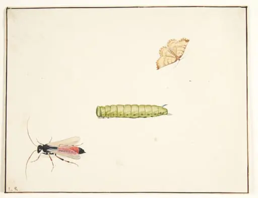 Tre insektstudier, by Unknown