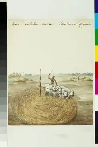 Treader out of grain, by Unknown