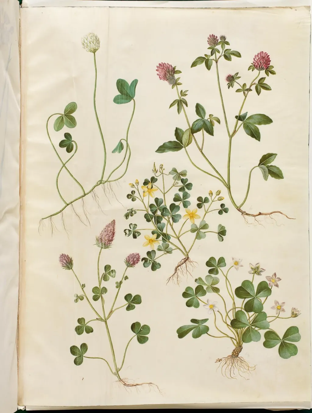 Trifolium repens (hvid-kløver); Trifolium pratense (rød-kløver); Oxalis corniculata (nedliggende surkløver); Trifolium incarnatum (blod-kløver); Oxalis acetosella (skovsyre), by Unknown, unspecified, 1654