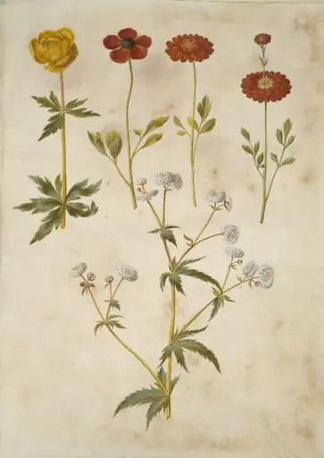 Trollius europaeus (europæisk engblomme); Ranunculus asiaticus (have-ranunkel); Ranunculus aconitifolius (sølvknap-ranunkel), by Unknown
