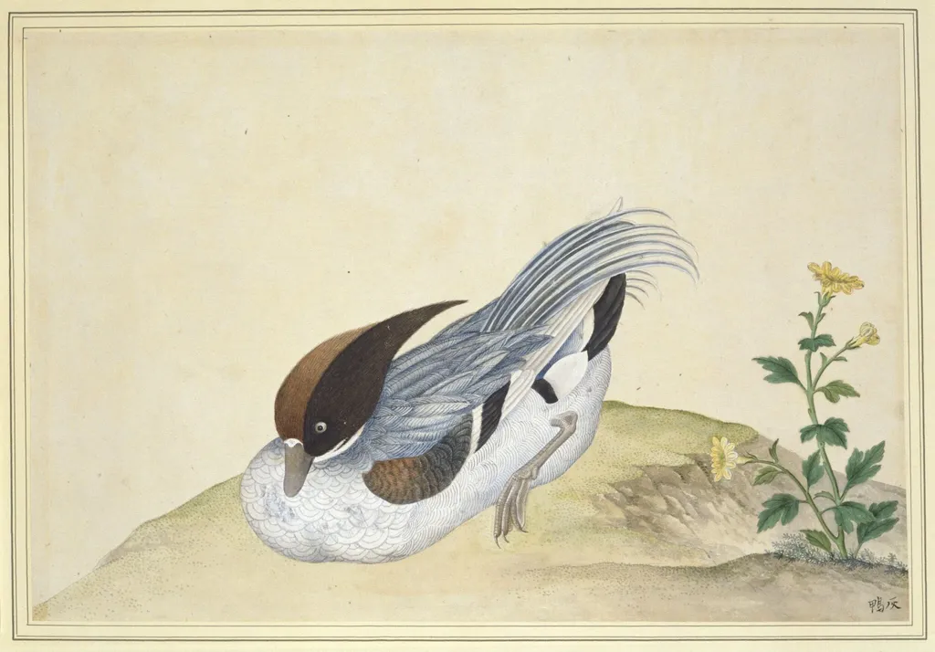Tufted Duck, by Unknown, paint, 1800