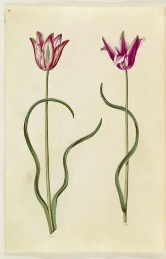 Tulipa clusiana (clusius-tulipan), by Unknown