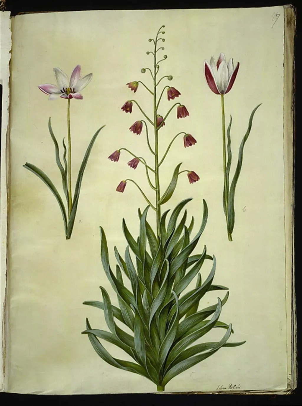 Tulipa clusiana (clusius-tulipan); Fritillaria persica (persisk fritillaria), by Unknown, unspecified, 1654