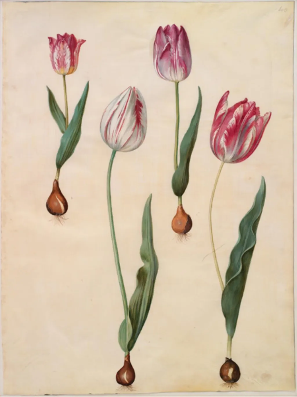 Tulipa gesneriana (have-tulipan), by Unknown, unspecified, 1654
