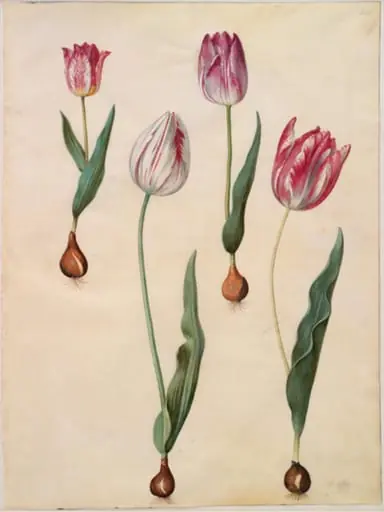 Tulipa gesneriana (have-tulipan), by Unknown