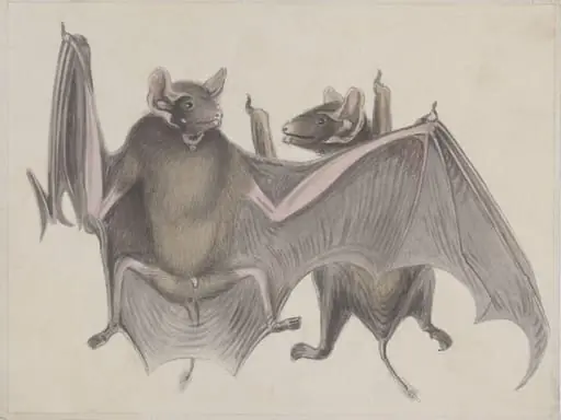 Two bats., by Unknown